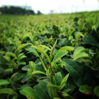 茶叶嫩芽细节 茶叶嫩芽细节