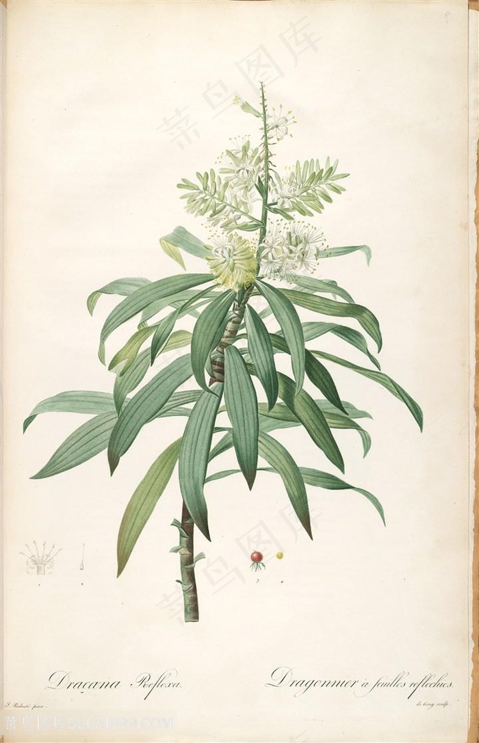 雷杜德原版复古花卉植物水彩插画