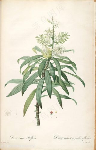 雷杜德原版复古花卉植物水彩插画