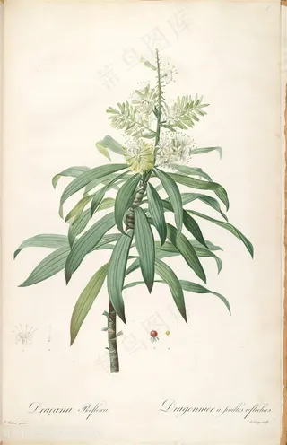 雷杜德原版复古花卉植物水彩插画