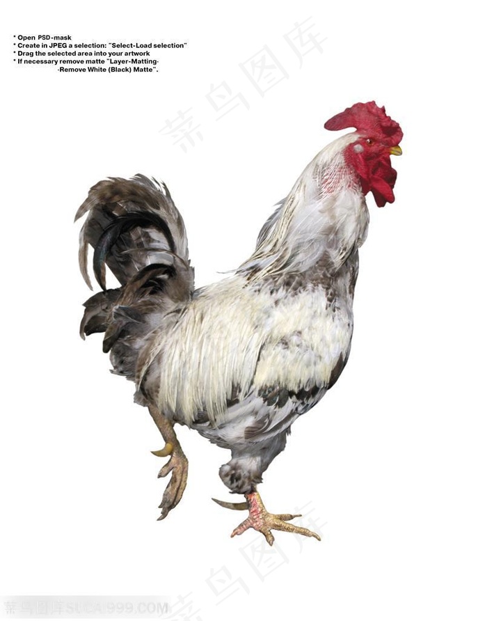 家禽家畜-行走的公鸡侧面