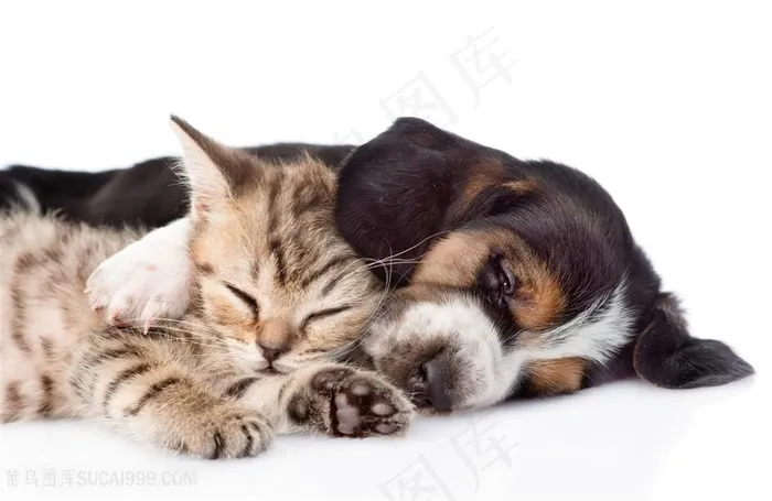 可爱猫狗宠物高清图片