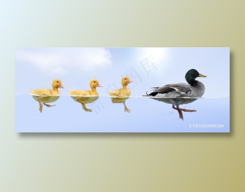 老鸭子领着小鸭子