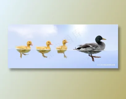 老鸭子领着小鸭子 老鸭子领着小鸭子