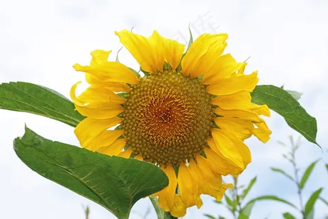 黄色向日葵花高清图片