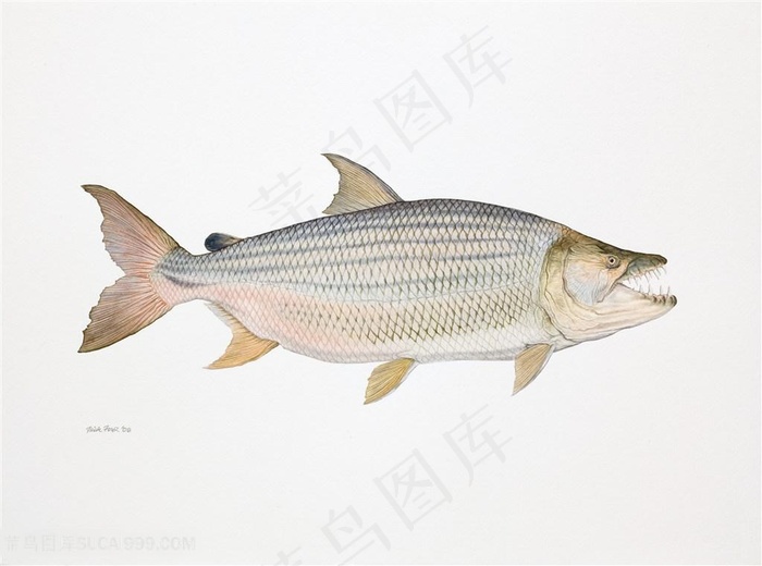 热带鱼简约彩绘插画