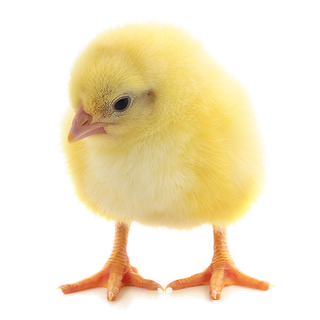 鹌鹑蛋 (超市商品白底图免抠实物摄影png格式图片透明底057