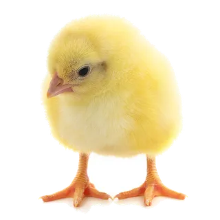 鹌鹑蛋 (超市商品白底图免抠实物摄影png格式图片透明底057