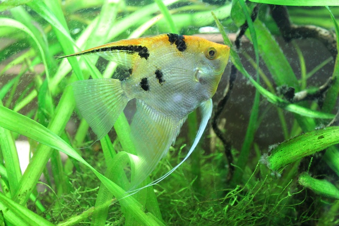 水族馆热带观赏鱼图片