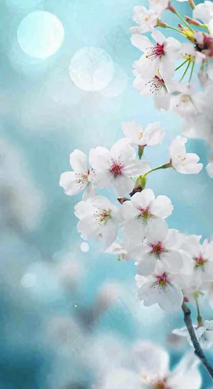 春天清新白色鲜花树枝，文艺新鲜浪漫摄影图