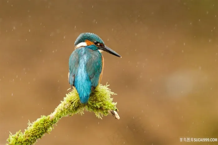 动物，翠鸟风景画壁纸鸟图片
