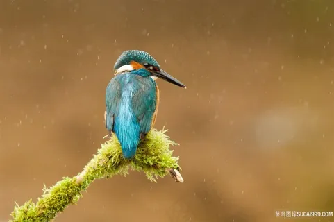 动物,翠鸟风景画壁纸鸟图片 动物,翠鸟风景画壁纸鸟图片