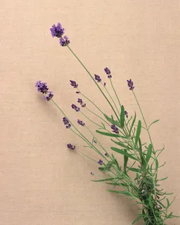 插花造型十一 插花造型十一
