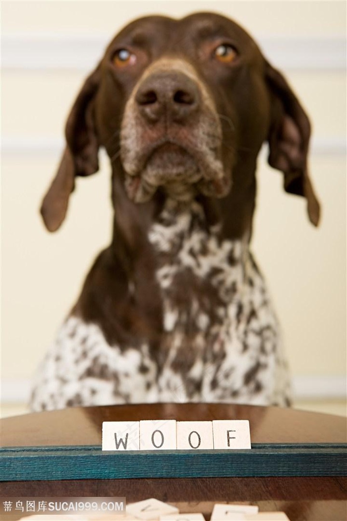 高清宠物狗狗图片