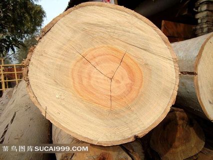 带着年轮的木头