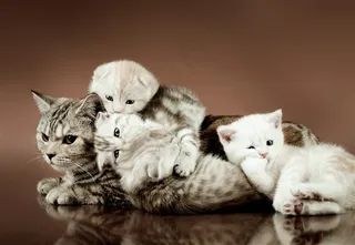 一起玩的小猫咪