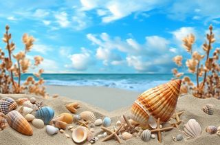 海滩上的海星和贝壳以壮观的背景、天蓝色和米色为风格的背景