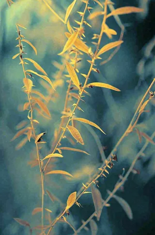 藤曼森林里面藤曼特写昏暗