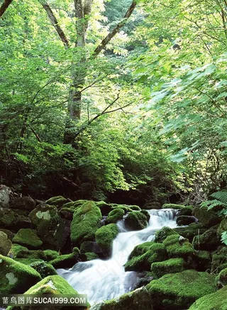 森林植物景观水涧风景图片