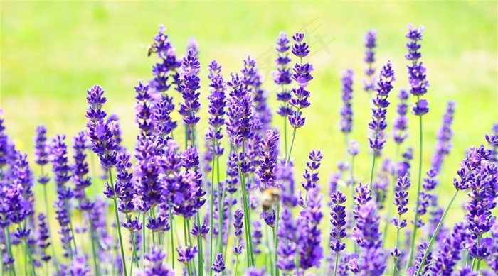 紫色薰衣草花朵壁纸