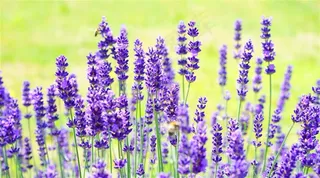 紫色薰衣草花朵壁纸