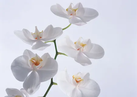 群芳几朵白花 群芳几朵白花
