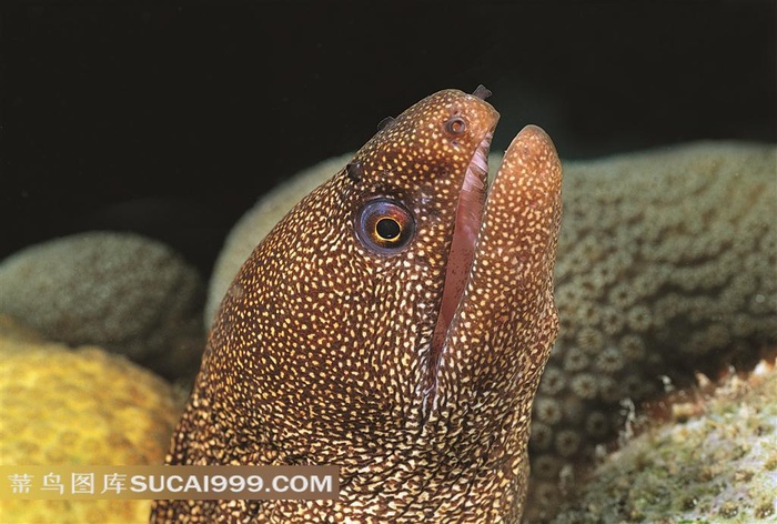 海洋生物斑点鱼摄影