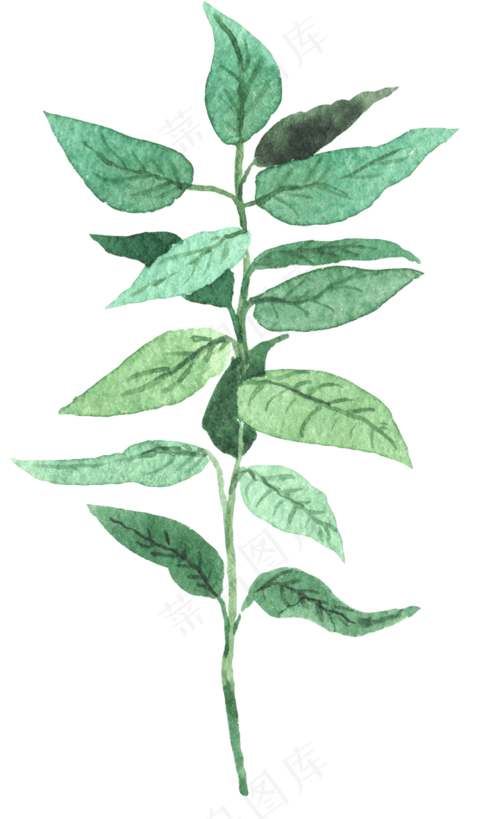 水彩插画-植物5