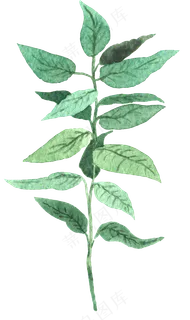 水彩插画-植物5 水彩插画-植物5