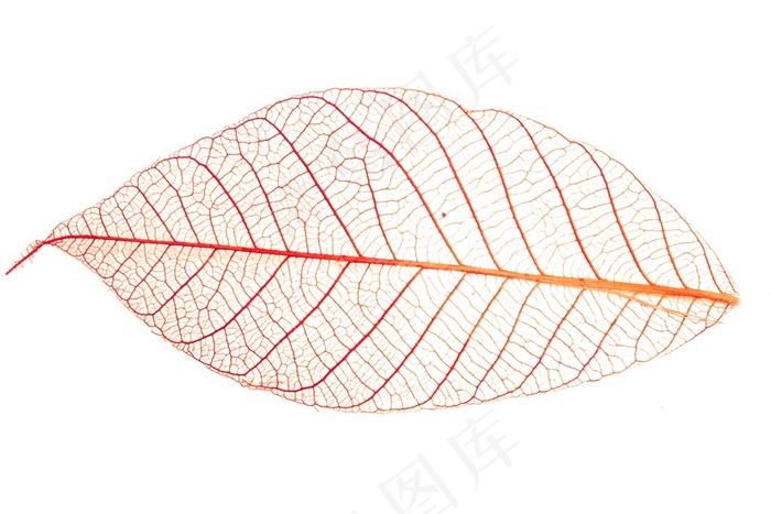 红色椭圆形透明树叶脉络高清图片