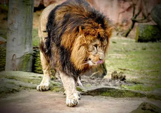 成年公狮子图片