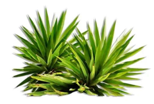 布什 PNG免抠(580x393)