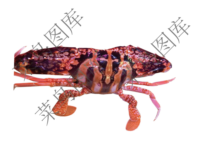 螃蟹高清图-2ai矢量模版下载