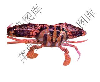 螃蟹高清图-2
