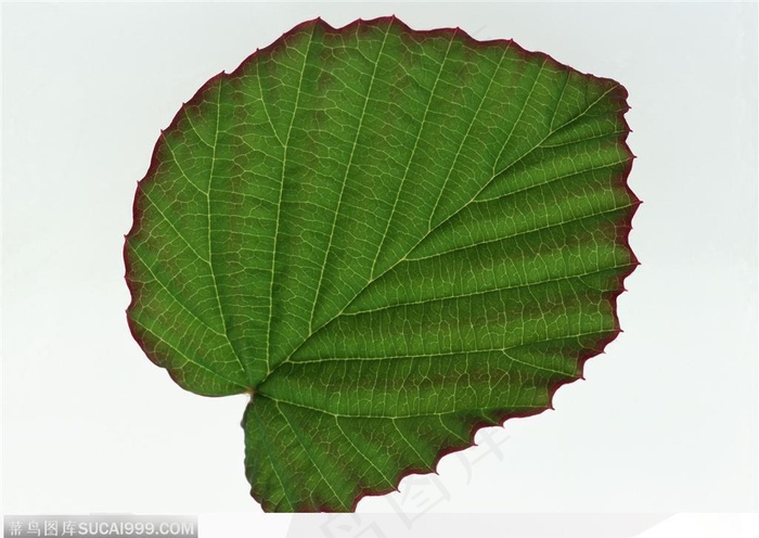 漂亮树叶-绿色心形树叶
