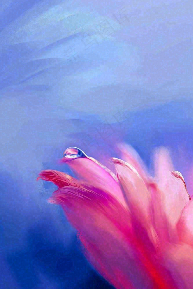 粉蓝渐变鲜花唯美水滴手绘插画
