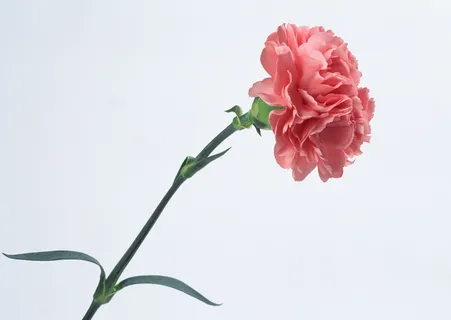 粉红的花儿 粉红的花儿