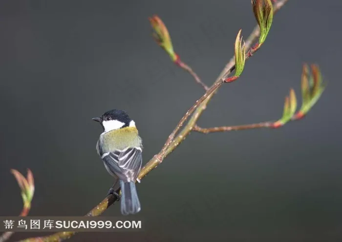 树梢上可爱的小鸟