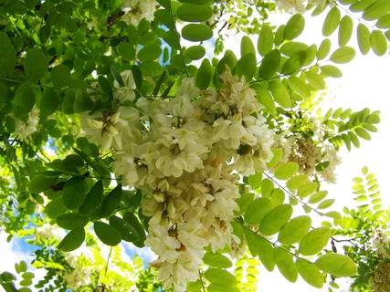 洋槐花图片 洋槐花图片