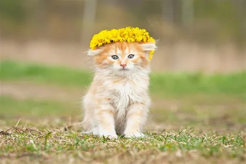戴花的可爱猫咪 戴花的可爱猫咪