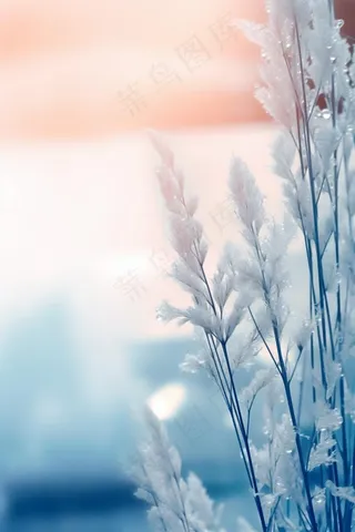 冰冷天气枝叶水珠背景