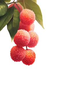 水果荔枝国风绘画元素