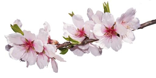 樱花 PNG免抠(960x482)