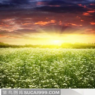 夕阳天空云朵蓝天白云的花田