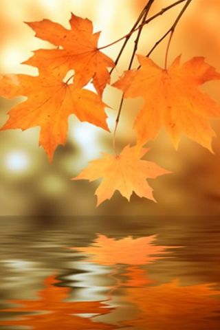 秋天枫叶红了水面倒影风景背景