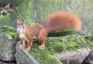 可爱长尾小松鼠图片