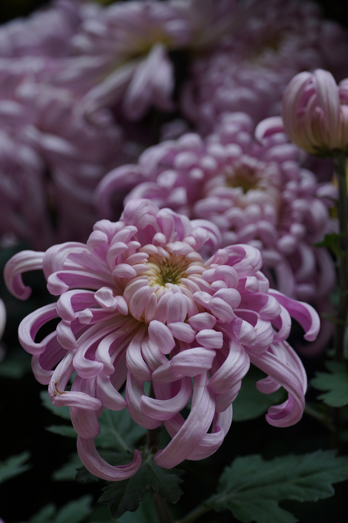 秋天的菊花