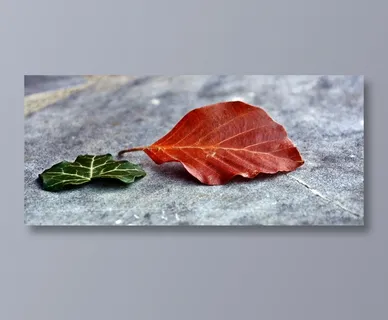 凋落的树叶图片 凋落的树叶图片