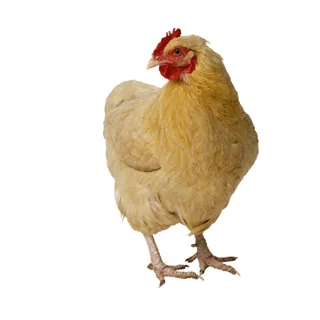 免抠母鸡实物摄影图片