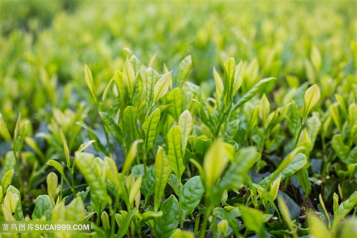 春天的谷雨茶叶嫩芽